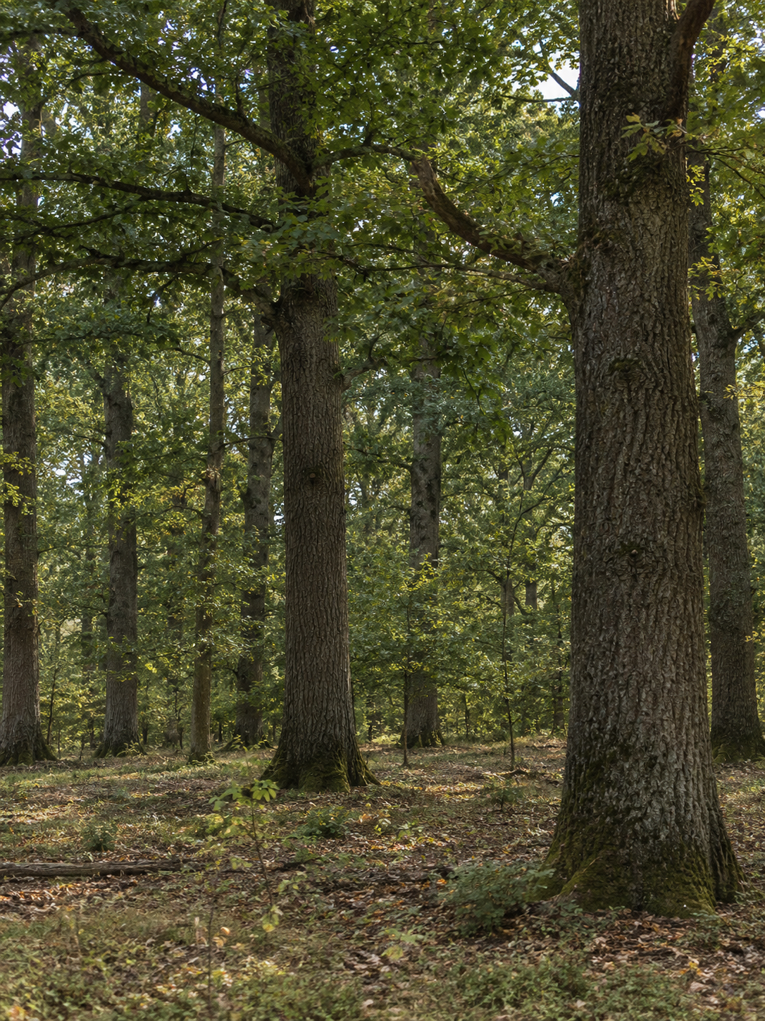 Verantwortungsvoll bezogenes Holz